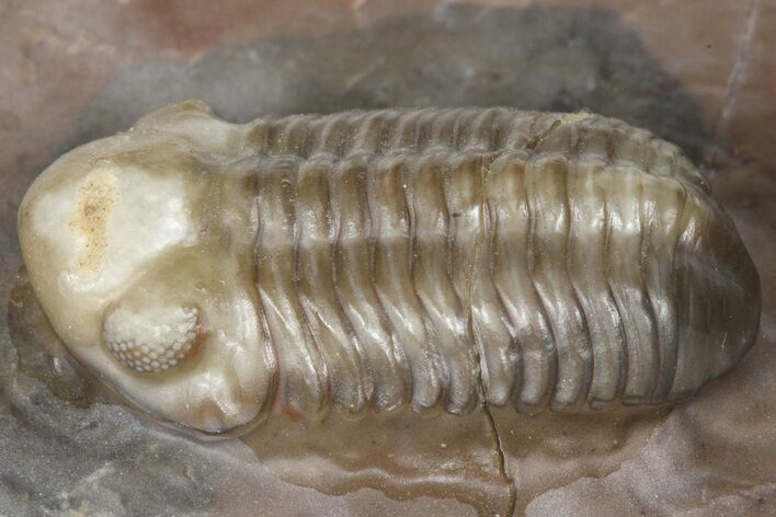 Colorful Austerops Trilobite Fossil - Jorf, Morocco #381207